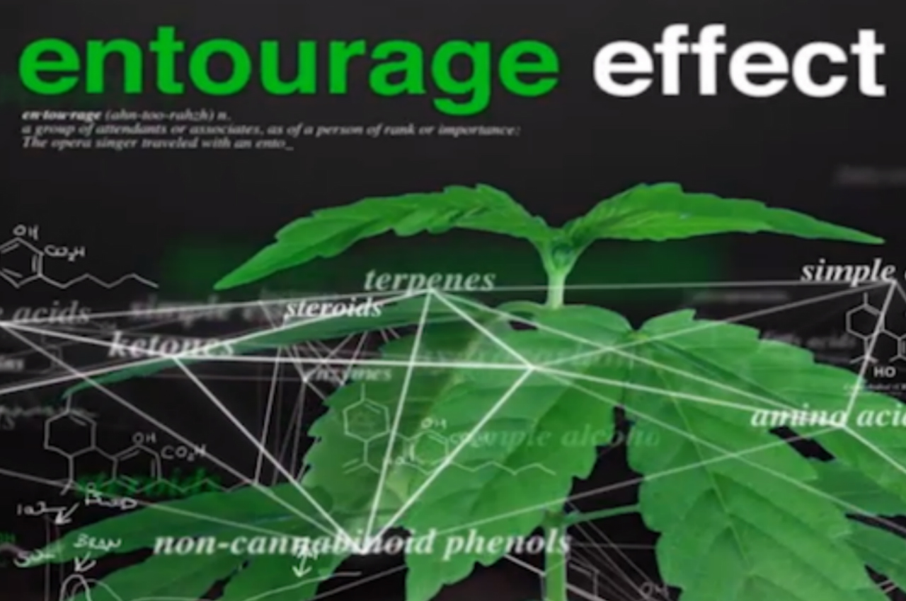 entourage effect cbd