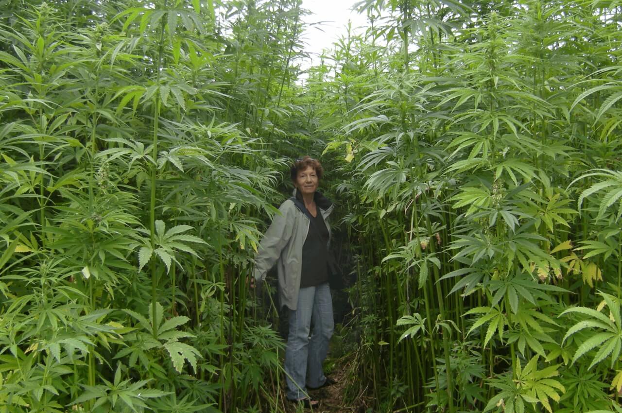 CBD hennep cannabinoiden