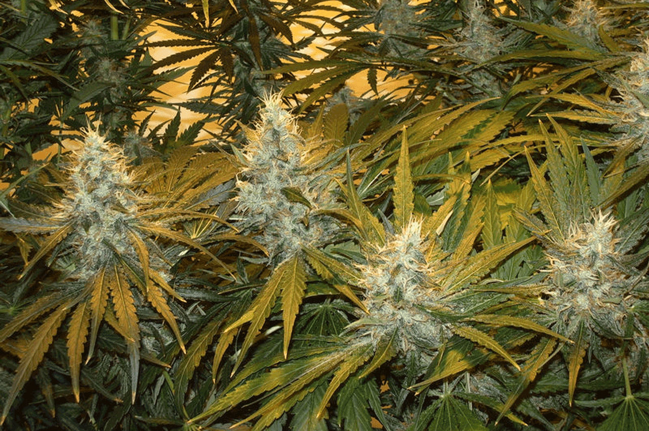 cbd zaden