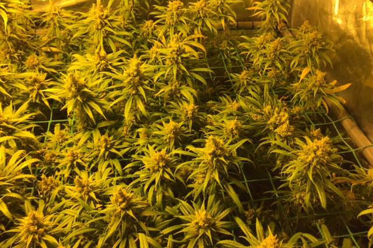 Innovatieve cannabis