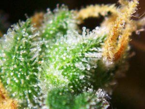 Trichomen