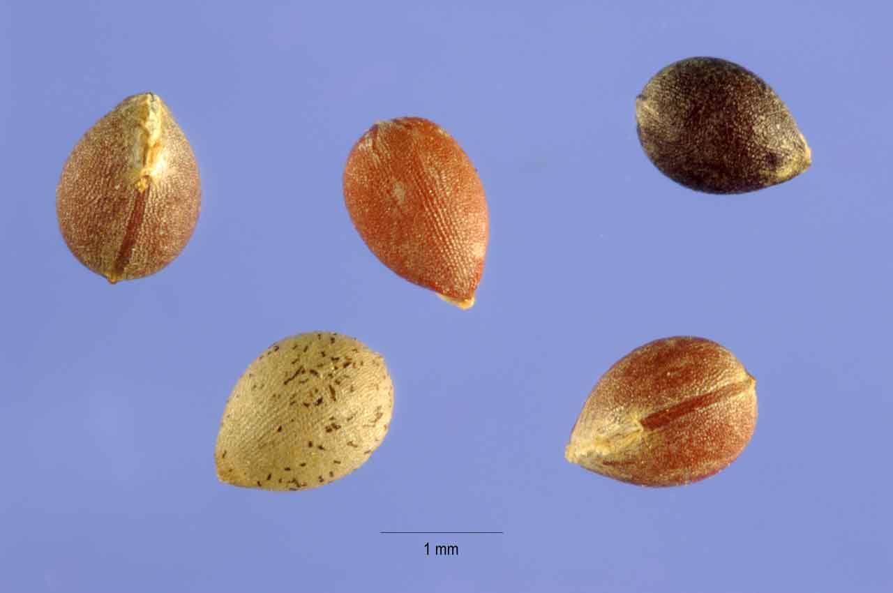 bijna-lente-welk-ras