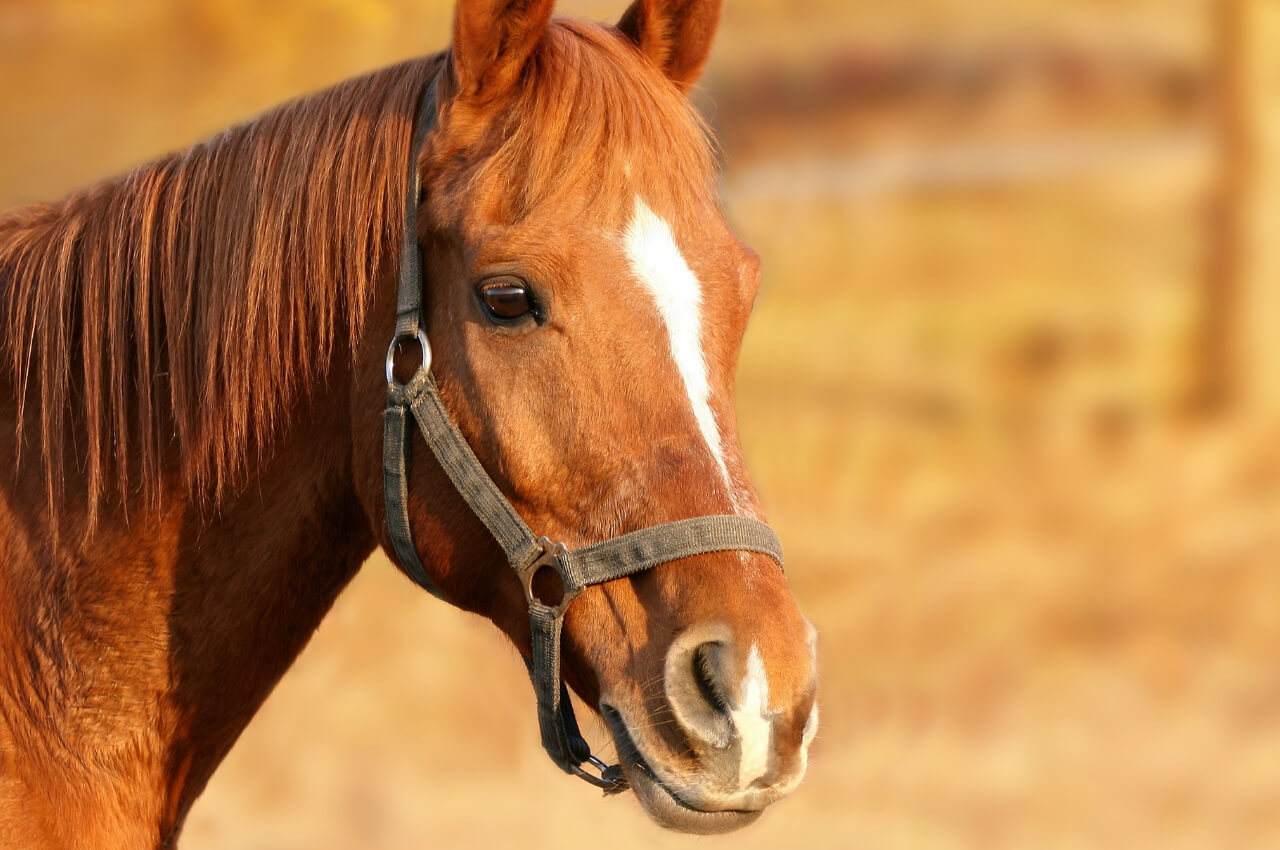 CBD olie paard