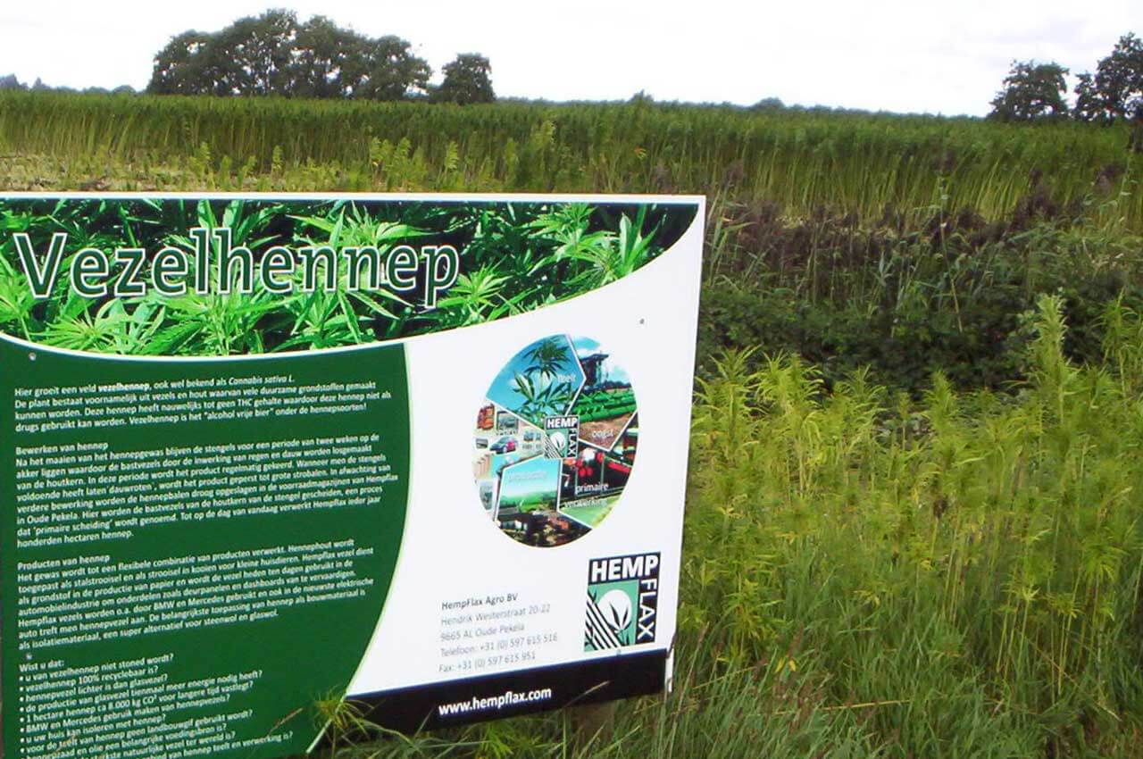 Boeren_mogen_geen_toppen_van_vezelhennep_meer_oogsten