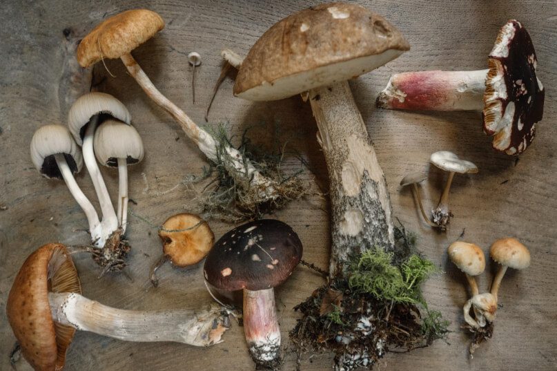 Medicinale paddenstoelen: top 3